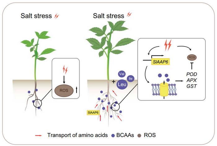 A proposed model for the role of SlAAP6 in the salt stress response. The roots of tomato exhibit restricted growth and higher accumulation of ROS under salt stress.