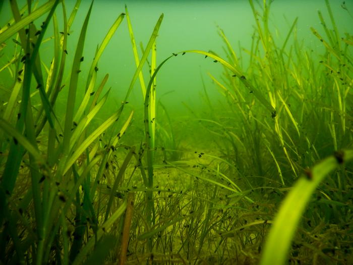 Underwater Grasses