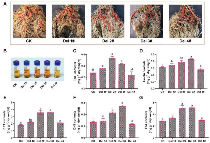 Root phenotypic characterization and tanshinone quantification.