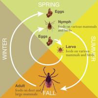 Blacklegged Tick Lifecycle