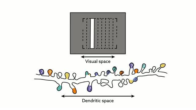 Local Order within Global Disorder Synaptic Architecture of Visual Space