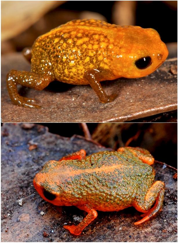 Two of the New Species