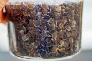 Juvenile Scallops