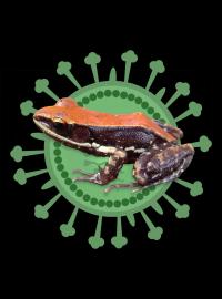 <i>Hydrophylax bahuvistara</i> (2 of 2)