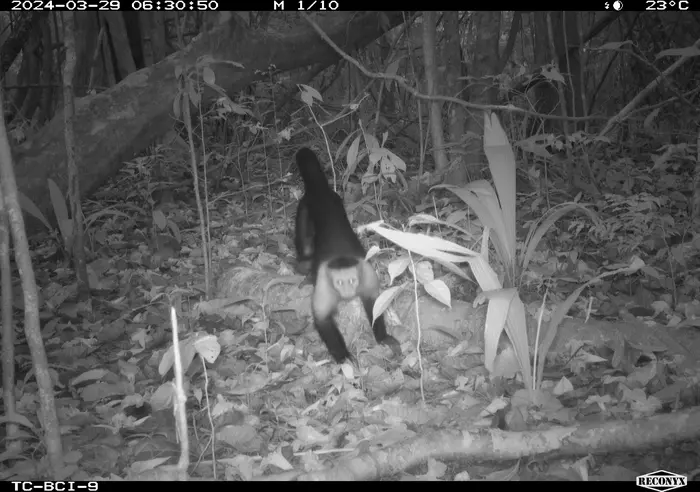 Capuchin