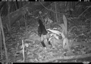 Capuchin