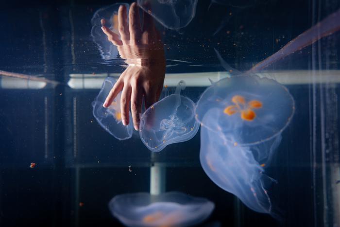 Nicole Xu photo - hand in jellyfish tank