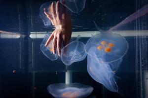 Nicole Xu photo - hand in jellyfish tank