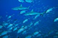 Reef Shark