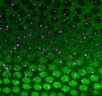 <em>Drosophila</em> Embryo