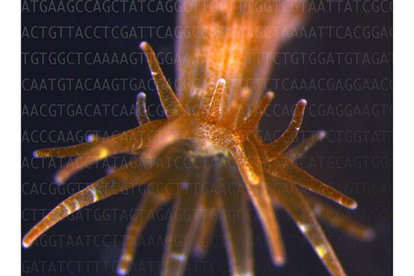 Altered Gene Expression May Trigger Collapse of Symbiotic Relationship