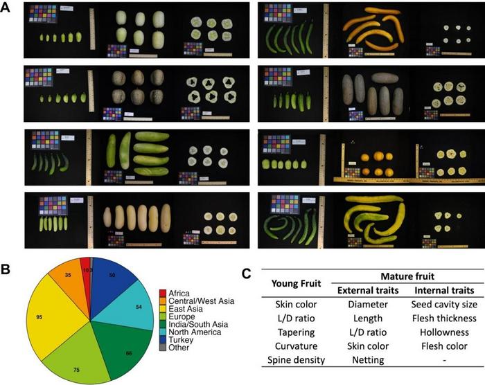 Phenotyping fruit quality traits of the cucumber core collection.