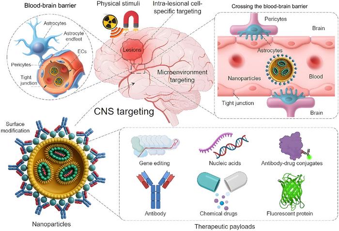 A roadmap for brain-targeted nanomedicines