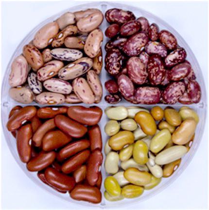 Fast-Cooking Beans Helps Retain Nutrients