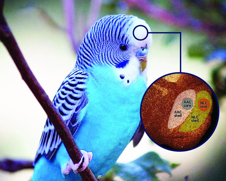 'Core and Shell' Structure of Parrot Brain