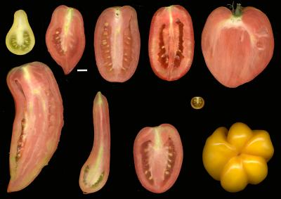 <i>SUN</I> Gene Makes for Elongated Tomatoes (2 of 4)