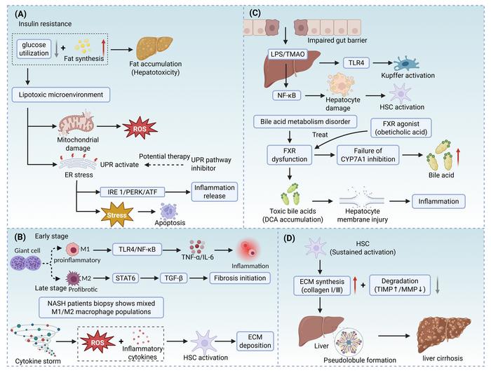 Mechanisms of metabolic dysfunction-associated steatotic liver disease (MASLD) cirrhosis