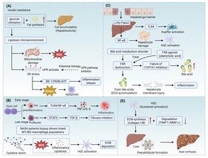 Mechanisms of metabolic dysfunction-associated steatotic liver disease (MASLD) cirrhosis