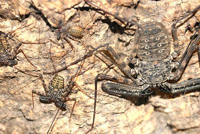 Amblypygid