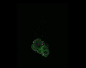 A whole mouse ovary, imaged in 3D.