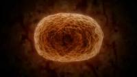 3-D Dynamic Images of Neurons @EPFL