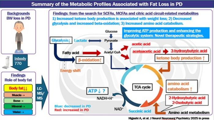 Conceptual diagram illustrating the metabolic shift underlying fat loss in Parkinson’s disease