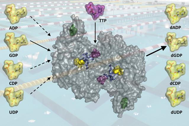 DNA Supply Chain
