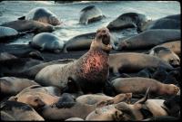 Bull Elephant Seal