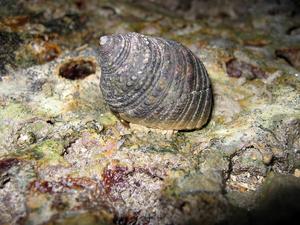 Monodonta labio