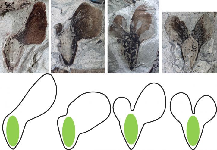 Fossil Conifer Seeds and Experimental Models