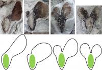Fossil Conifer Seeds and Experimental Models
