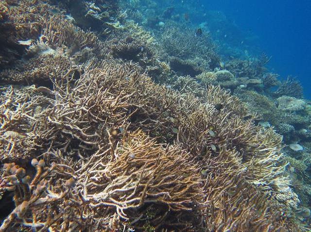 Coal Reef Bleaching
