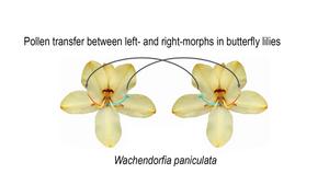 How asymmetric butterfly-lily flowers promote outcrossing