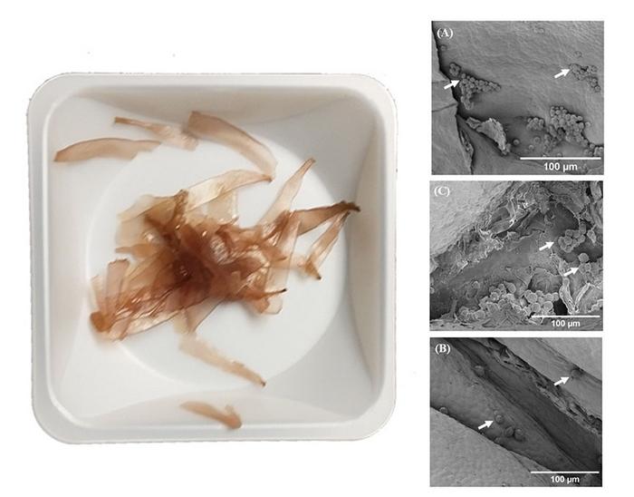 The seaweed sample before preparation and SEM images of the seaweed scaffolds with new cells.