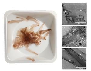 The seaweed sample before preparation and SEM images of the seaweed scaffolds with new cells.