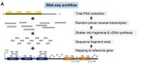 SARS-CoV-2 Receptor Gene Expression