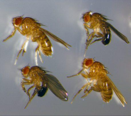 Fruit Flies