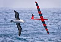Bird and Glider