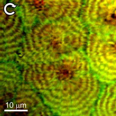 Mix Masters: NIST Scientists Image the Molecular Structure of Polymer Blends