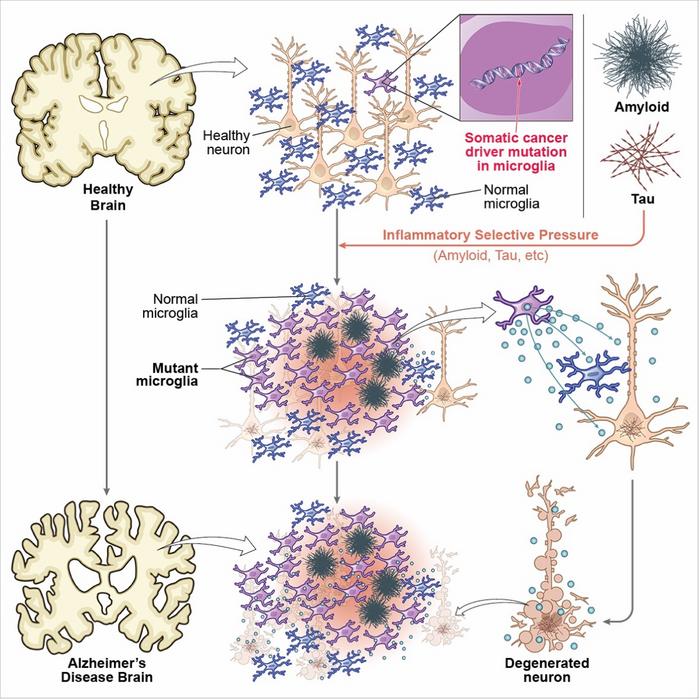 Cancer-associated mutations are enriched in the brain immune cells of Alzheimer’s disease (AD) patients, driving them toward inflammation and proliferation, which may contribute to neuroinflammation and neurodegeneration during AD progression