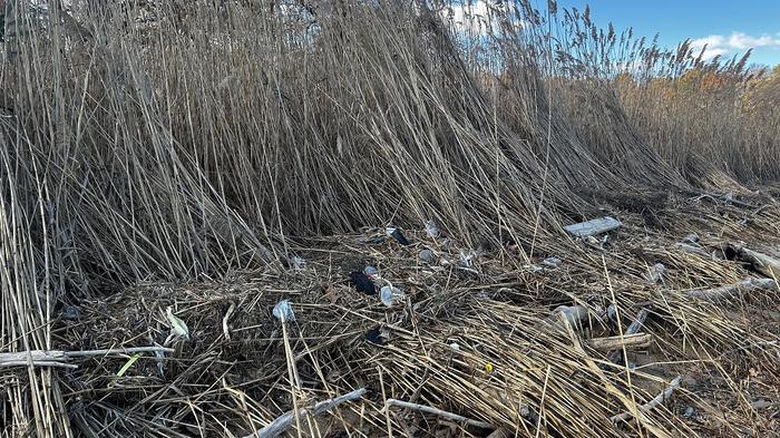 La basura flotante se extiende por la bahía de Chesapeake, el estuario más grande de los Estados Unidos