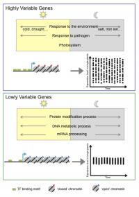 What Types of Genes Are Highly Variable?