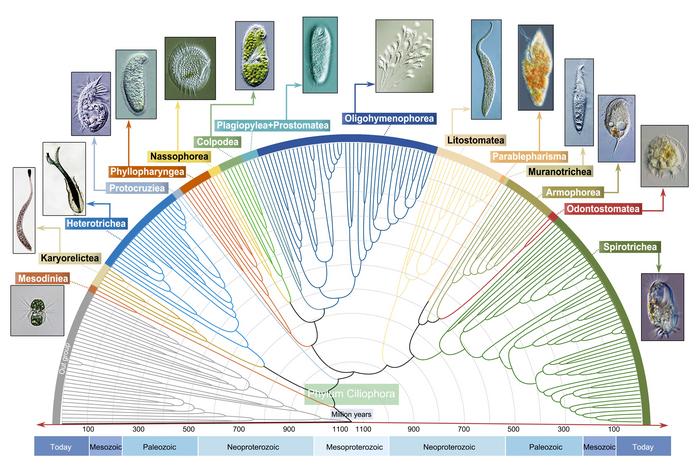 The divergence time estimation of the phylum Ciliophora