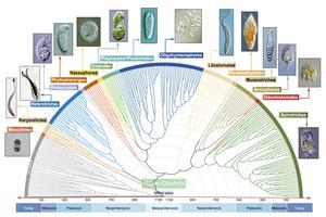 The divergence time estimation of the phylum Ciliophora