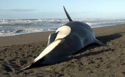 Stranded Orca