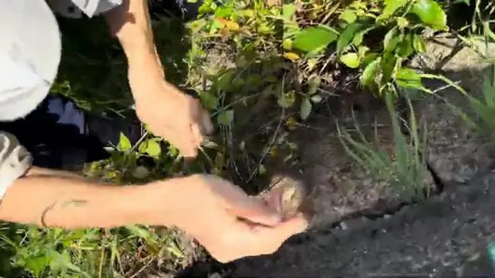 Movement of Argentine Ants