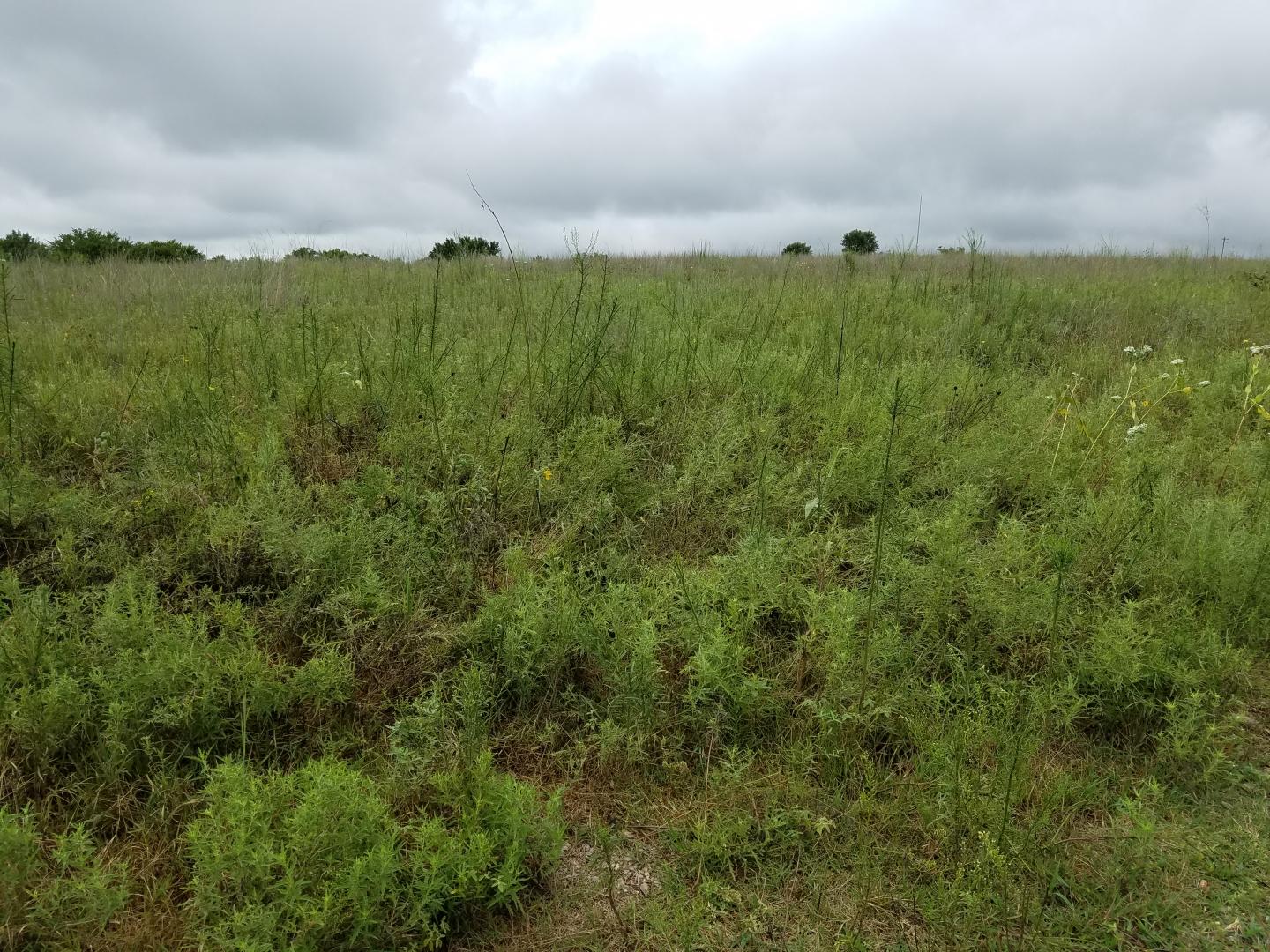 Climate Warming Affects Tallgrass Prairie Ecosystem
