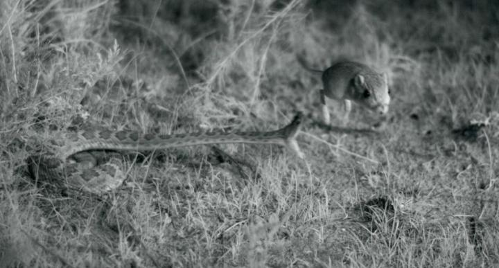 Snake and Rat
