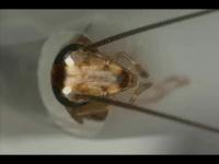 Roach Rejects Glucose