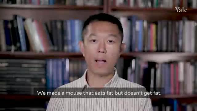 A Way to Block Fat From Entering Tissues (1 of 1)